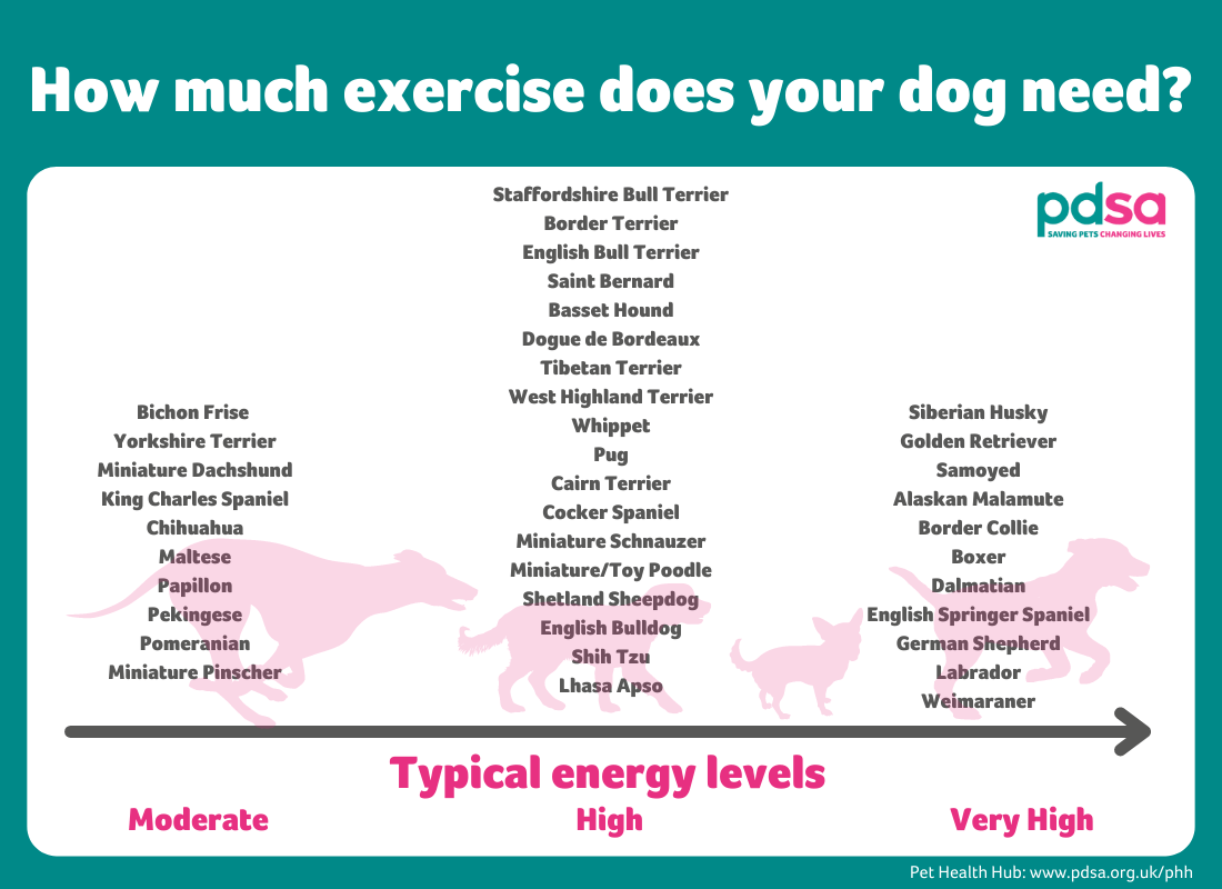 How much exercise does your dog need? - PDSA
