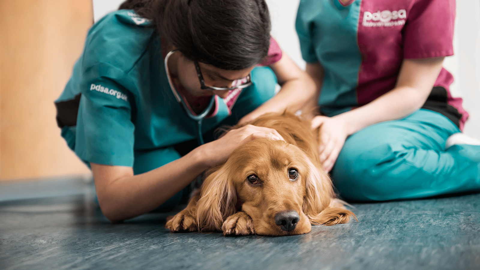 Changes At Rspcas Greater Manchester Animal Hospital Pdsa