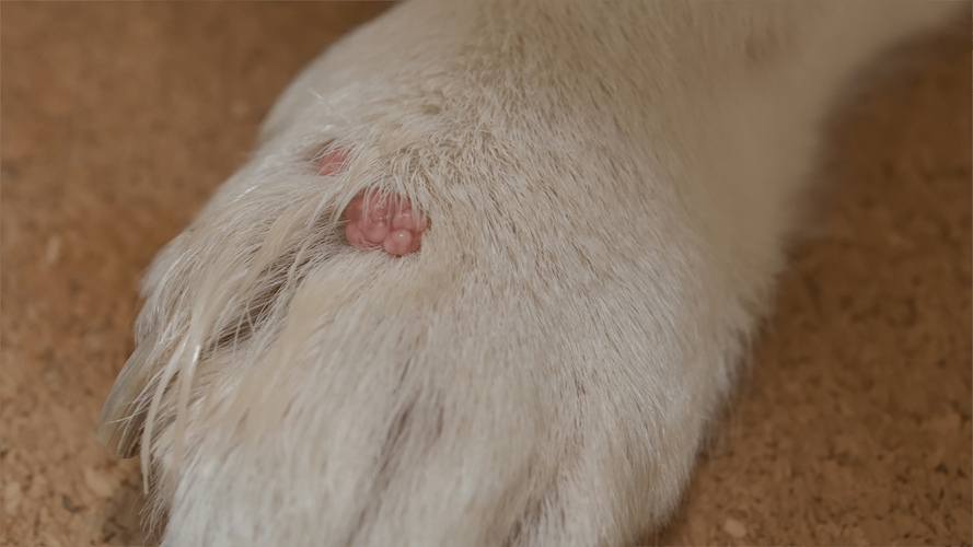 What Are These Bumps On My Dogs Skin