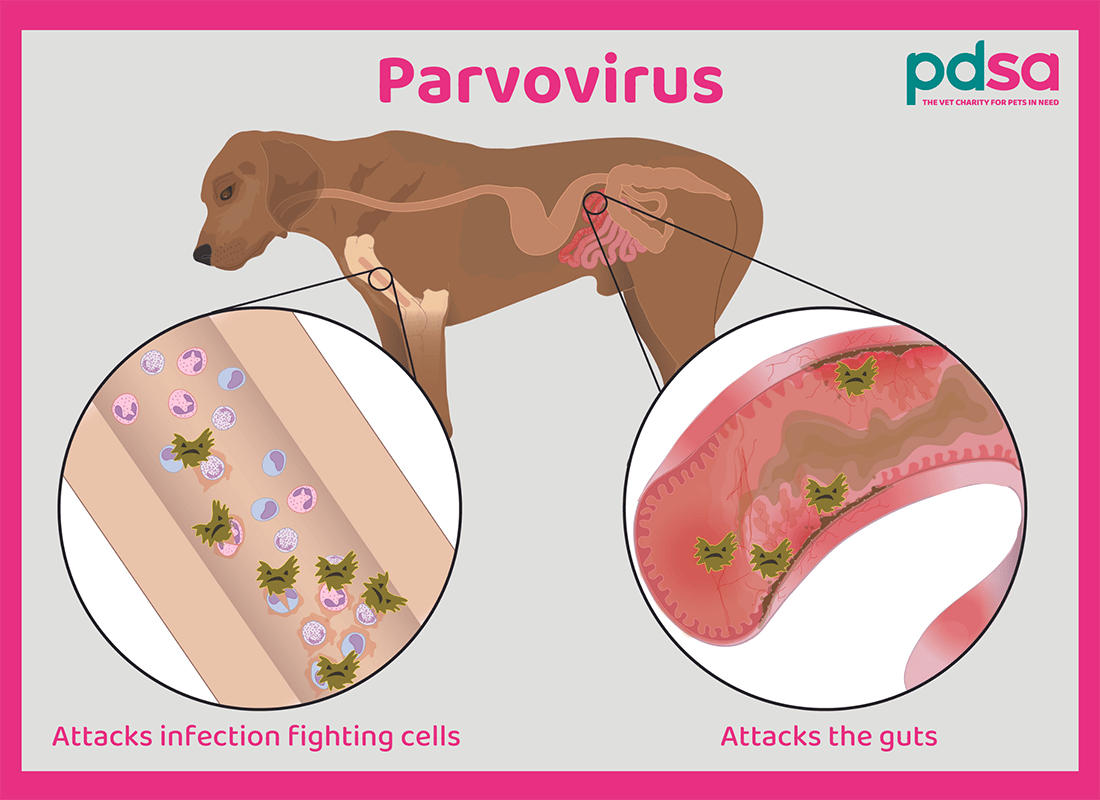 human parvovirus