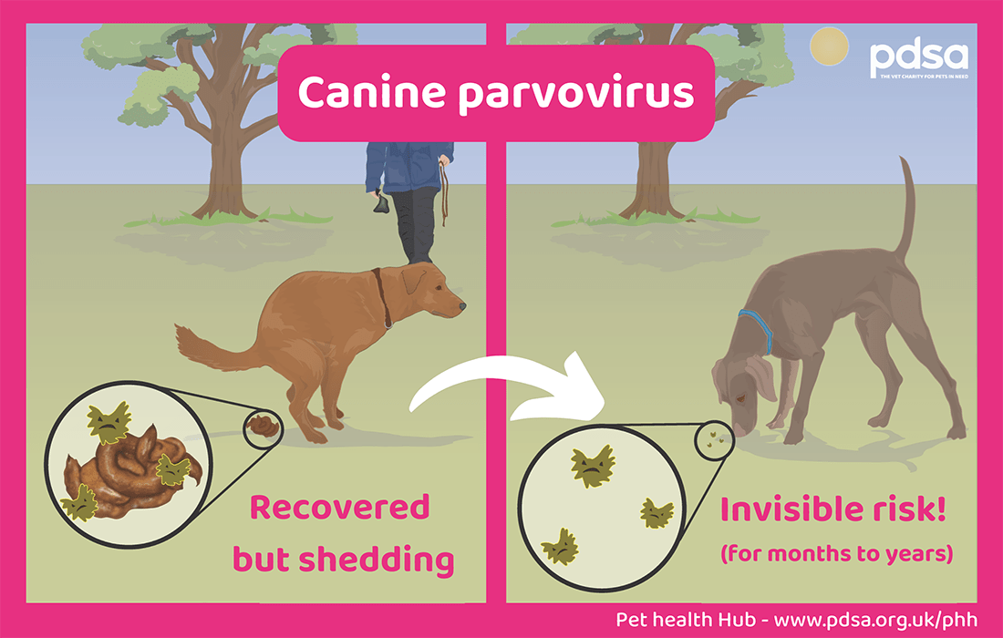 parvovirus in dogs