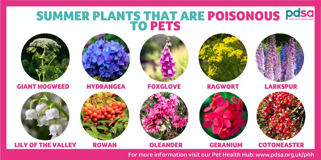 Poisonous plants - PDSA