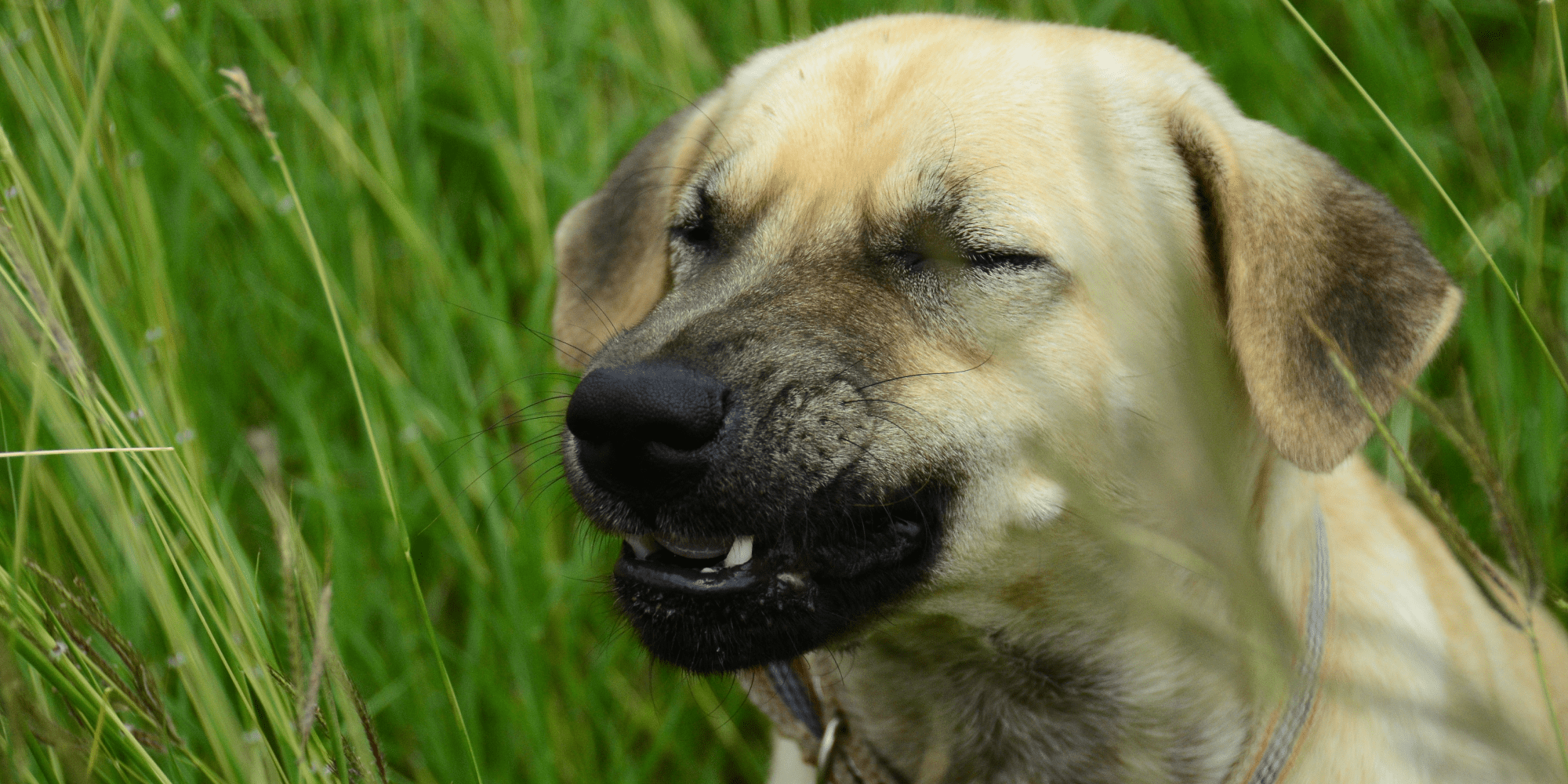 Sneezing in dogs - PDSA