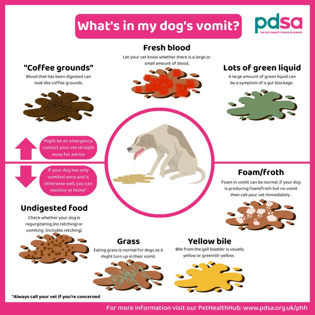 Should You Starve A Dog With Diarrhoea