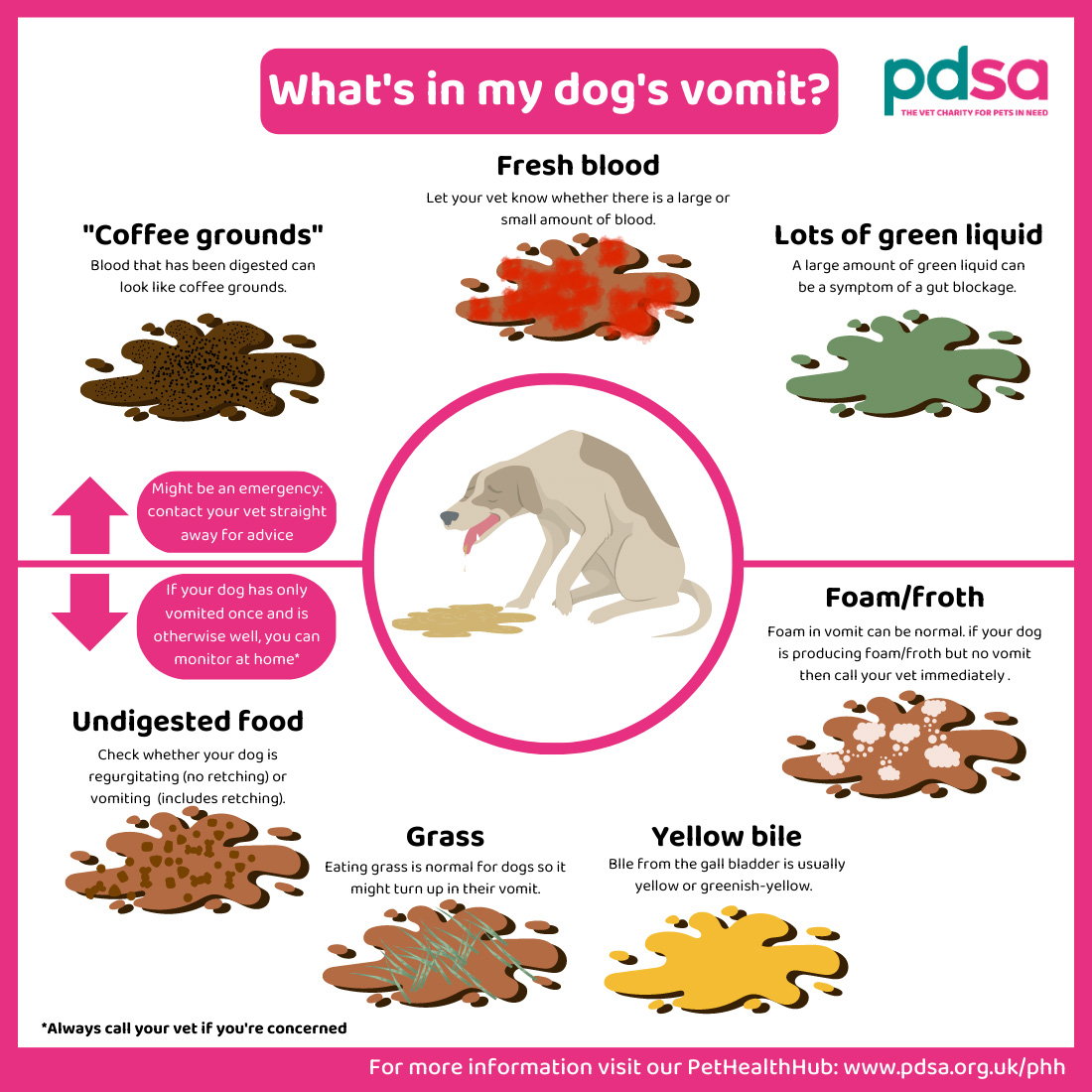 Dog Vomiting Diarrhea What To Know