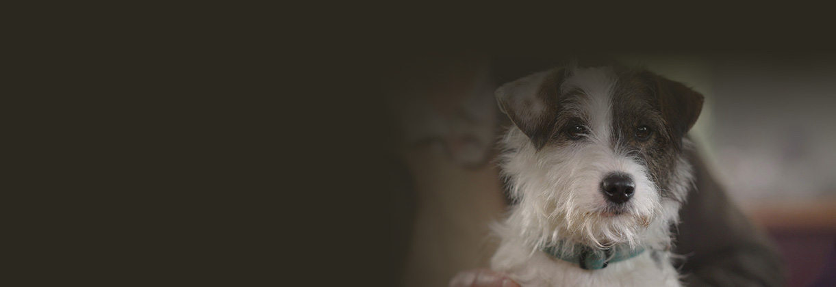 PDSA: The vet charity for pets in need