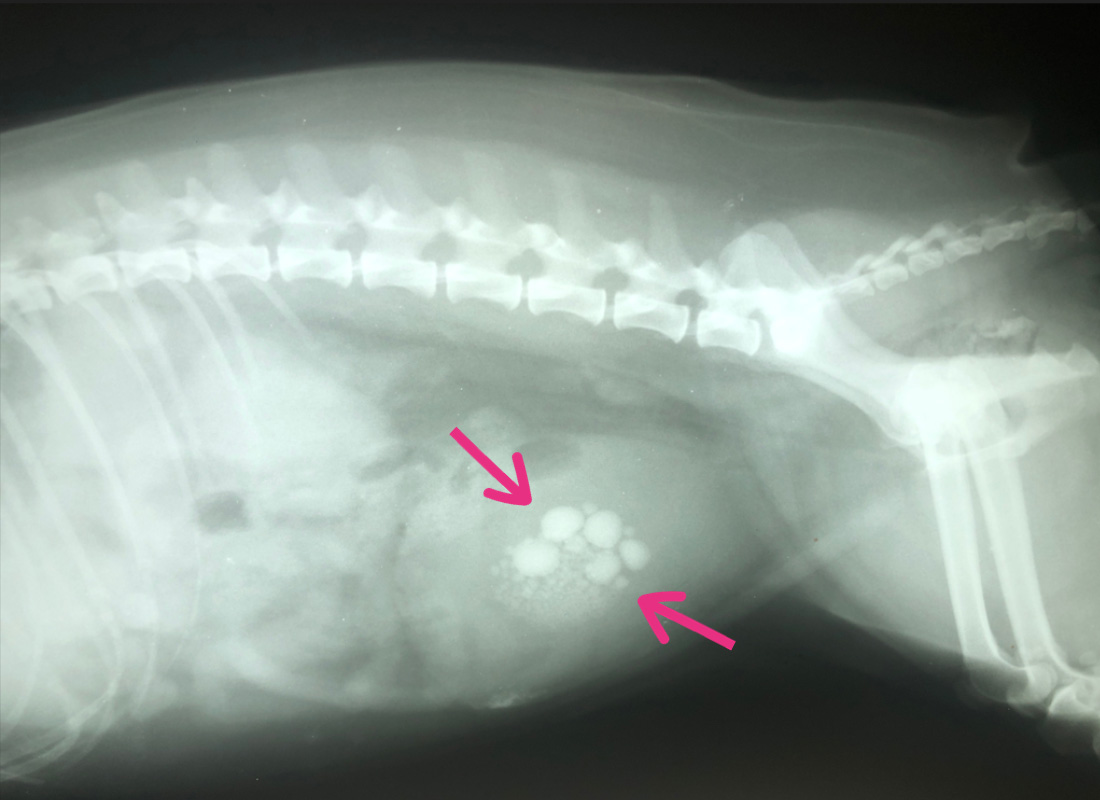 Bladder stones in dogs PDSA