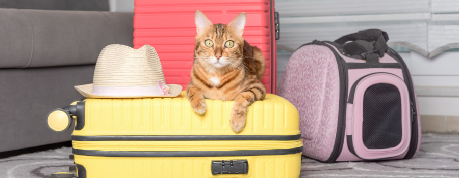 What to do with your cat when you go on holiday - PDSA