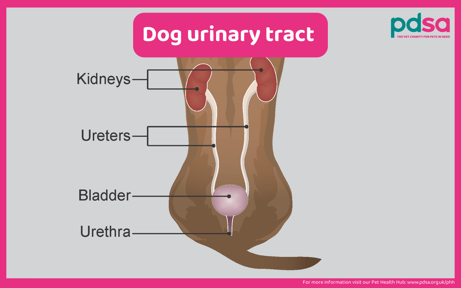 Urinary Incontinence in dogs PDSA