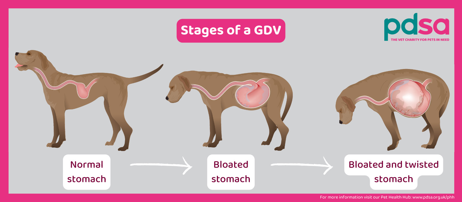 GDV Gastric Dilatation Volvulus in dogs PDSA