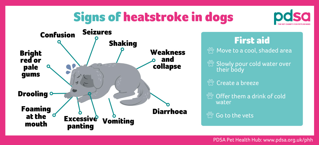 An illustration listing the signs of heat stroke and concise first aid instructions