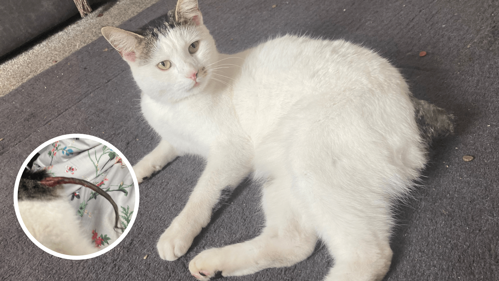 White cat lying on the floor