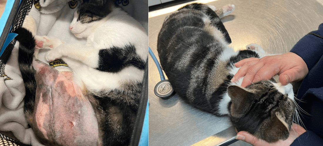 Carrot Cake, a tabby cat, asleep in a cat carrier with an injured leg on display. Next to an image of the same cat on a table at the vet.