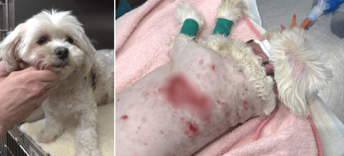 Images showing Blossom's injuries and Blossom recovering