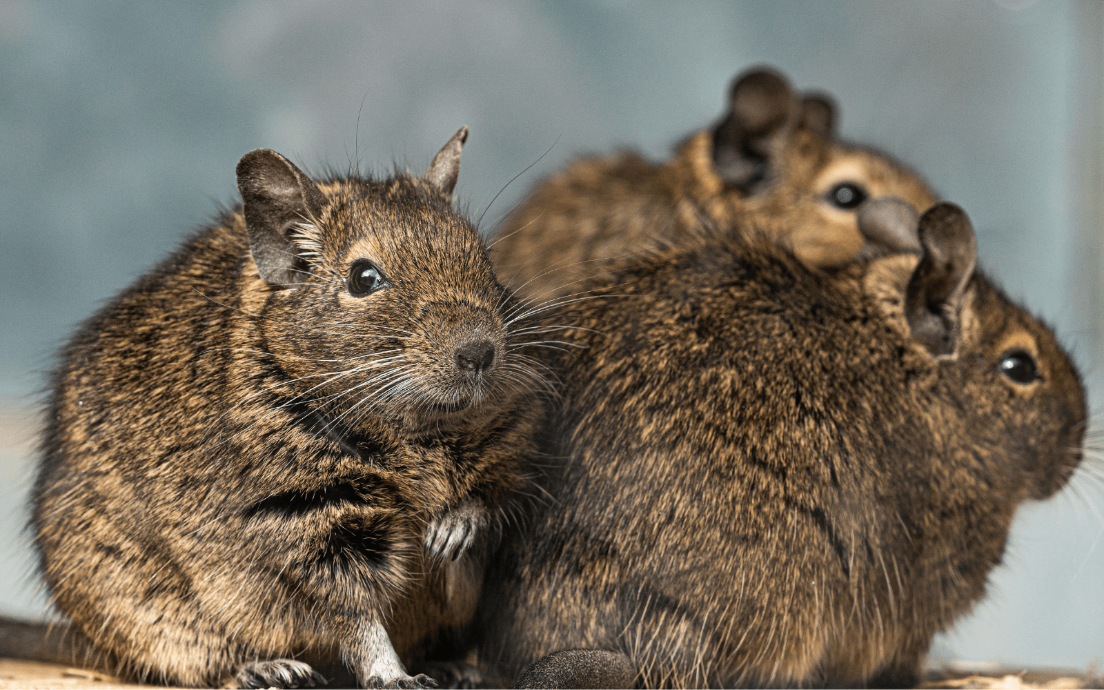 Three different degus sat together