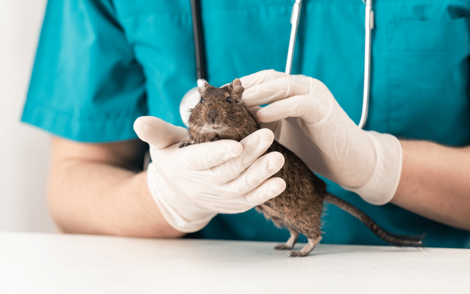 A vet wearing white gloves and blue scrubs gently holding a degu.