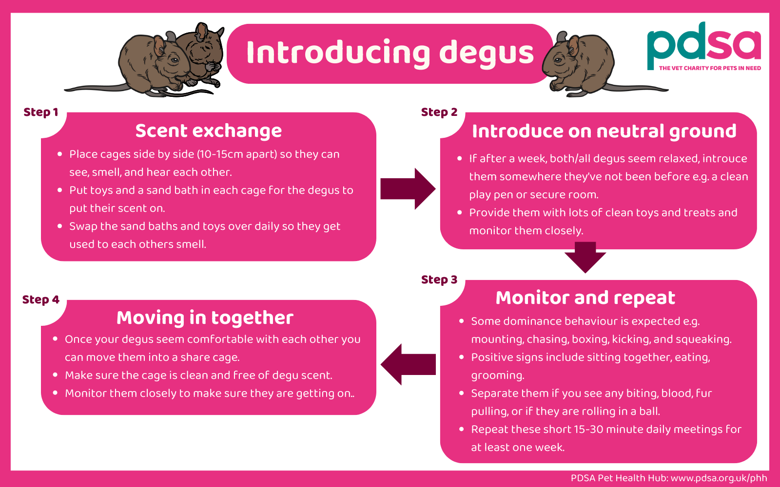 An infographic explaining the right way to explain degus