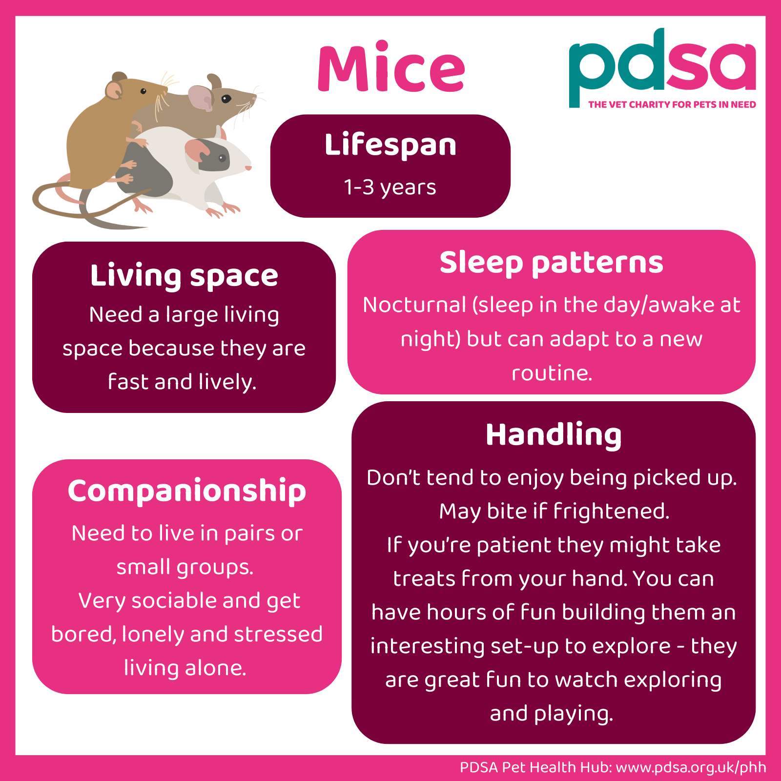 An infographic detailing the lifespan, living space, sleep patterns, handling and companionship of mice.