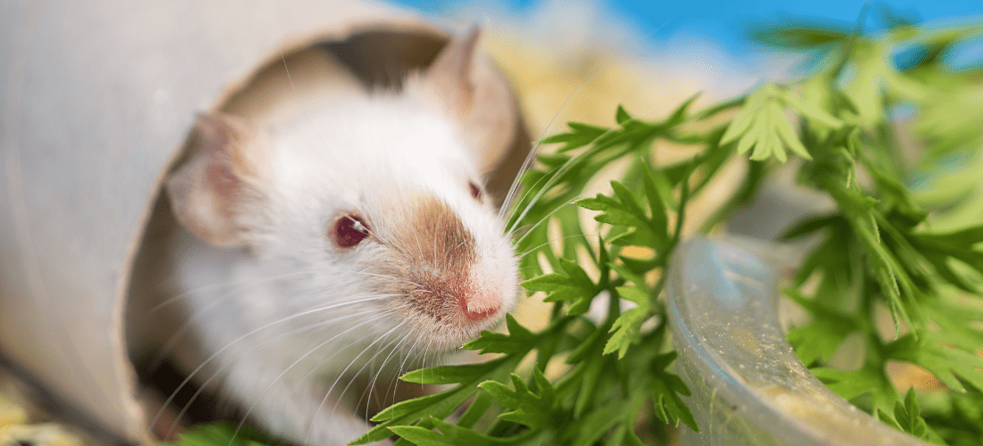 A white and brown mouse coming out of a toilet roll tube, eating some greenery.