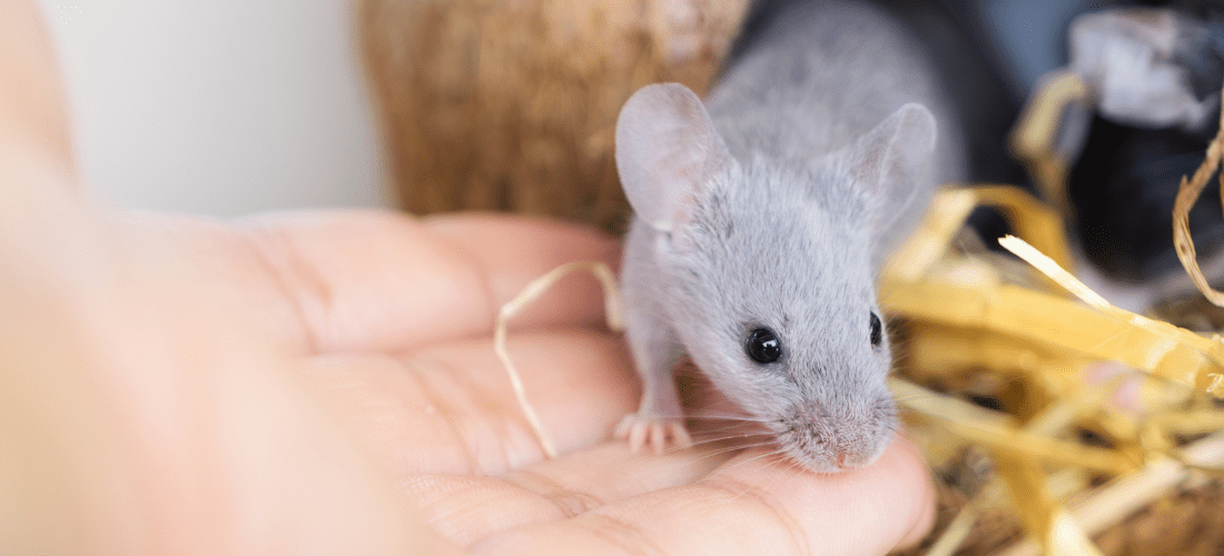 A grey mouse stepping onto a human hand.