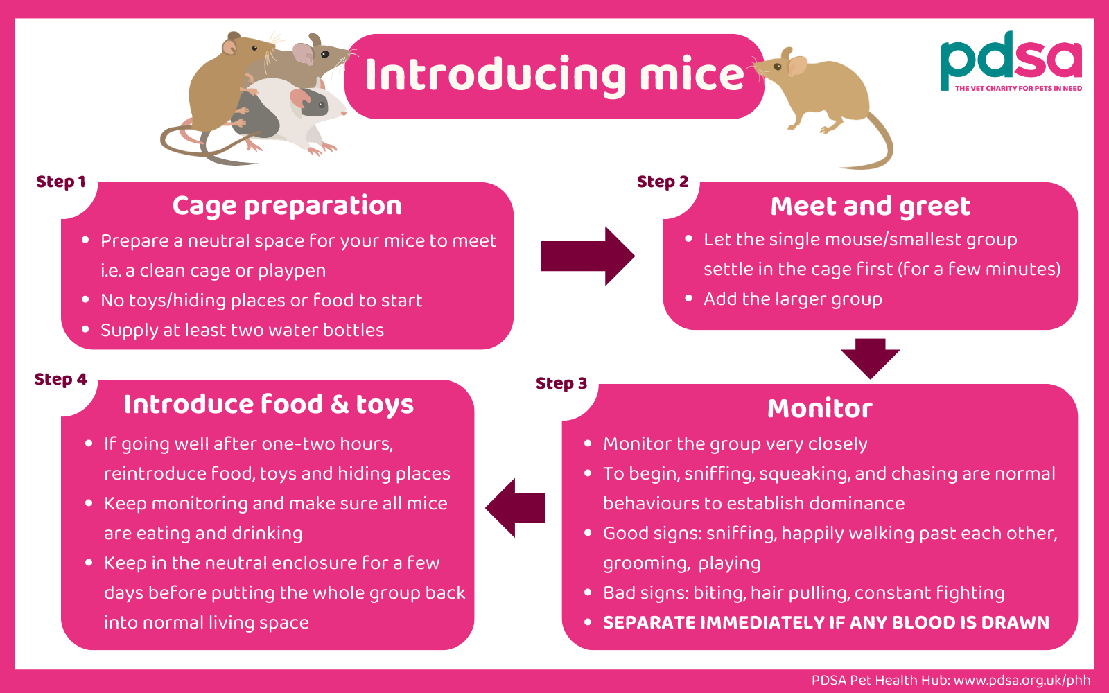 An infographic on how to introduce mice.