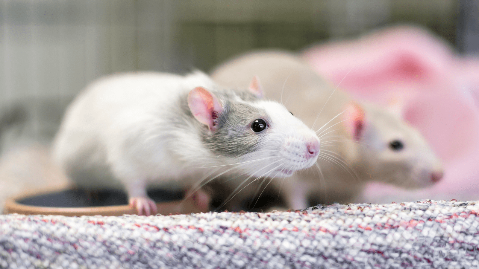 Two rats sat in a cage, one in the foreground and one in the background.