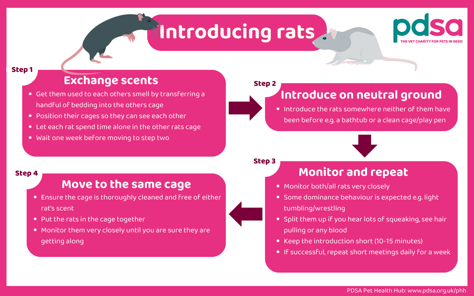 An infographic detailing the best way to introduce rats.