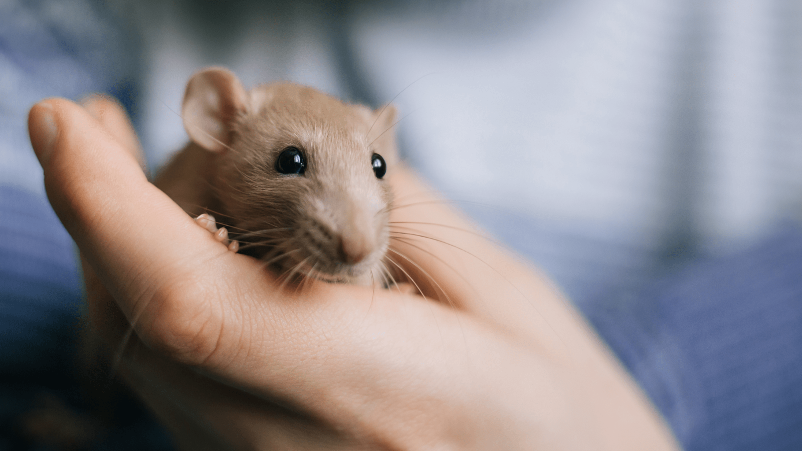 Someone gently holding a brown rat.