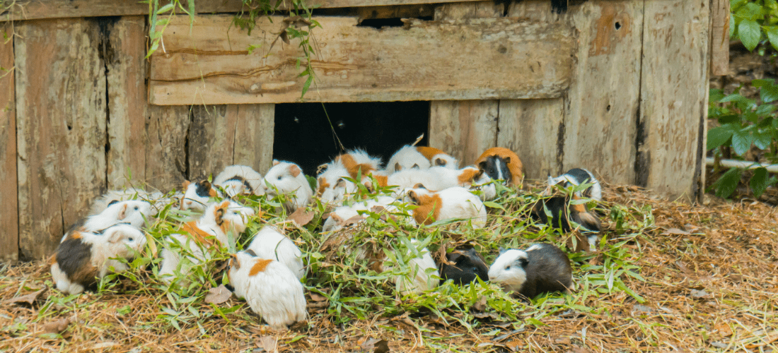 A group of guinea pigs outside eating.