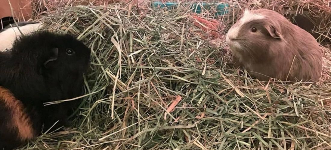 Two guinea pigs, one black and one multi-coloured, sat in hay.