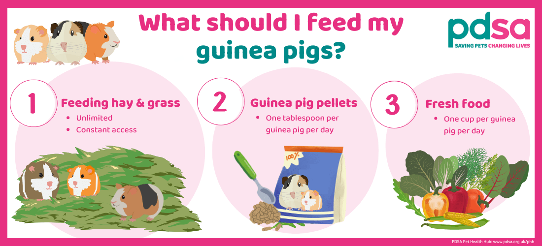 A pink, white and green infographic detailing what you should feed guinea pigs including hay & grass, guinea pig pellets and fresh food.