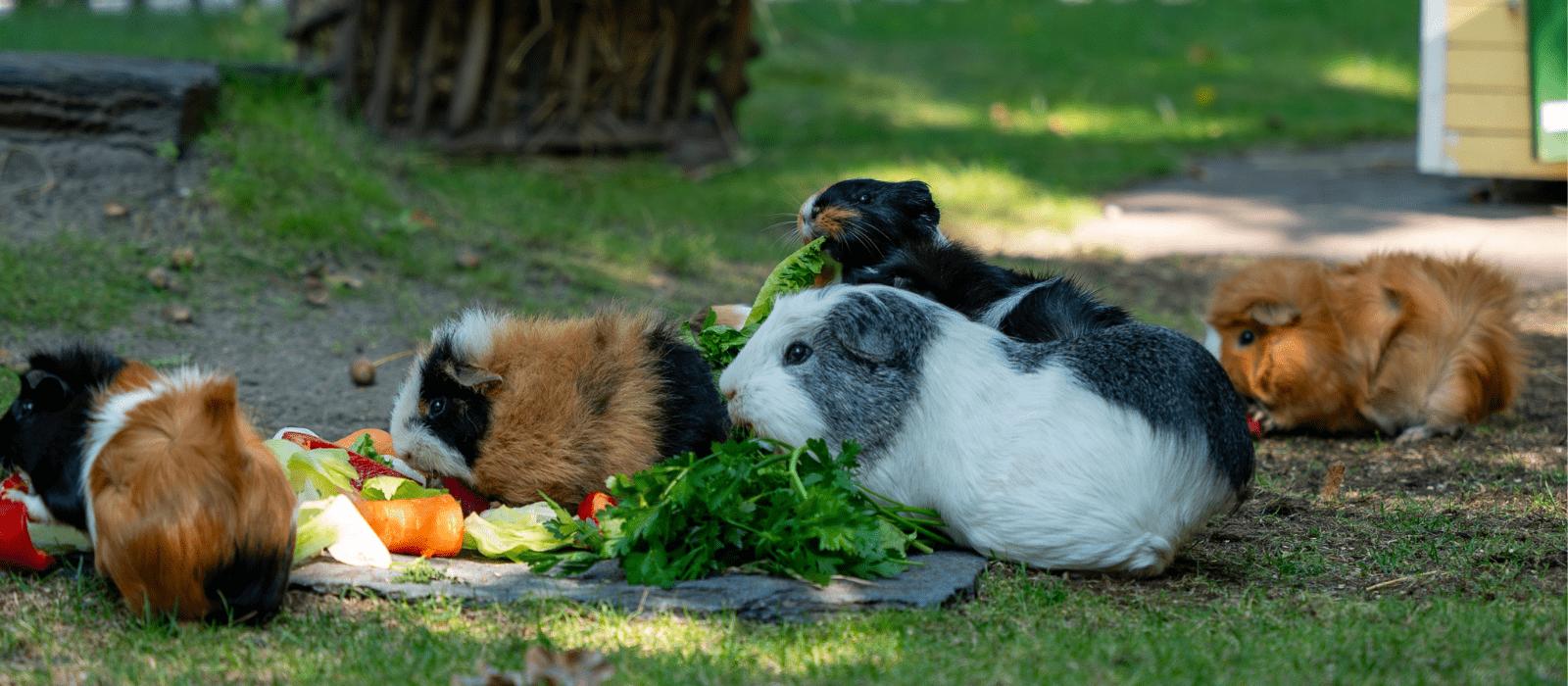 Multiple guinea pigs outside on the grass, eating safe vegetables and greens.