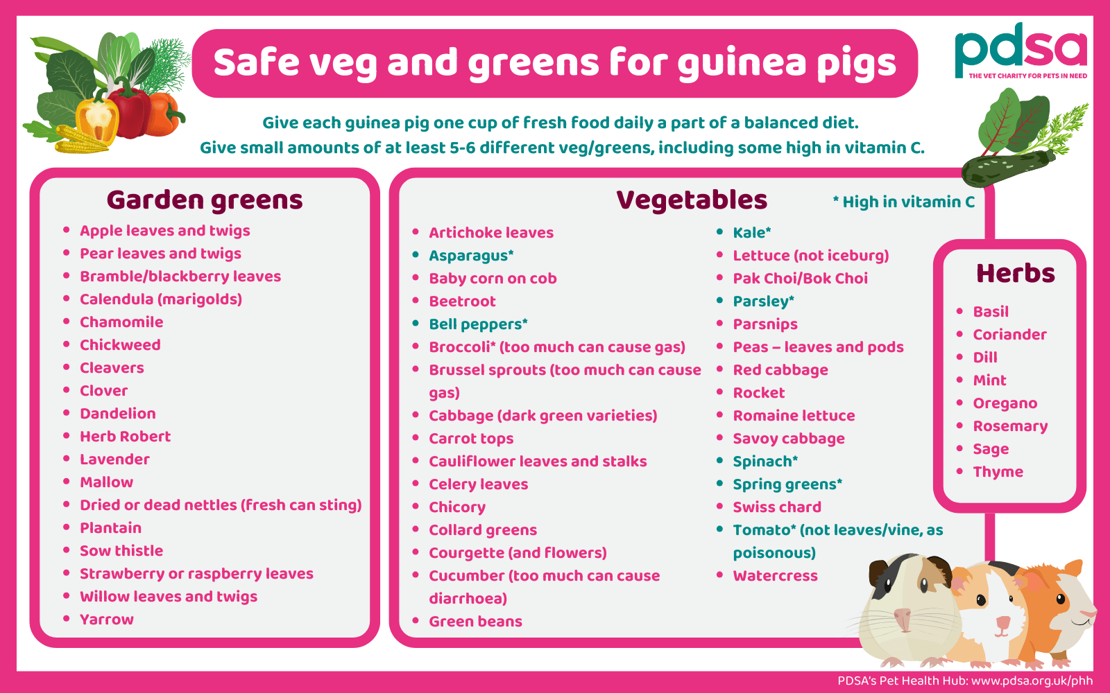 A pink, white and green infographic detailing safe vegetables and greens for guinea pigs.