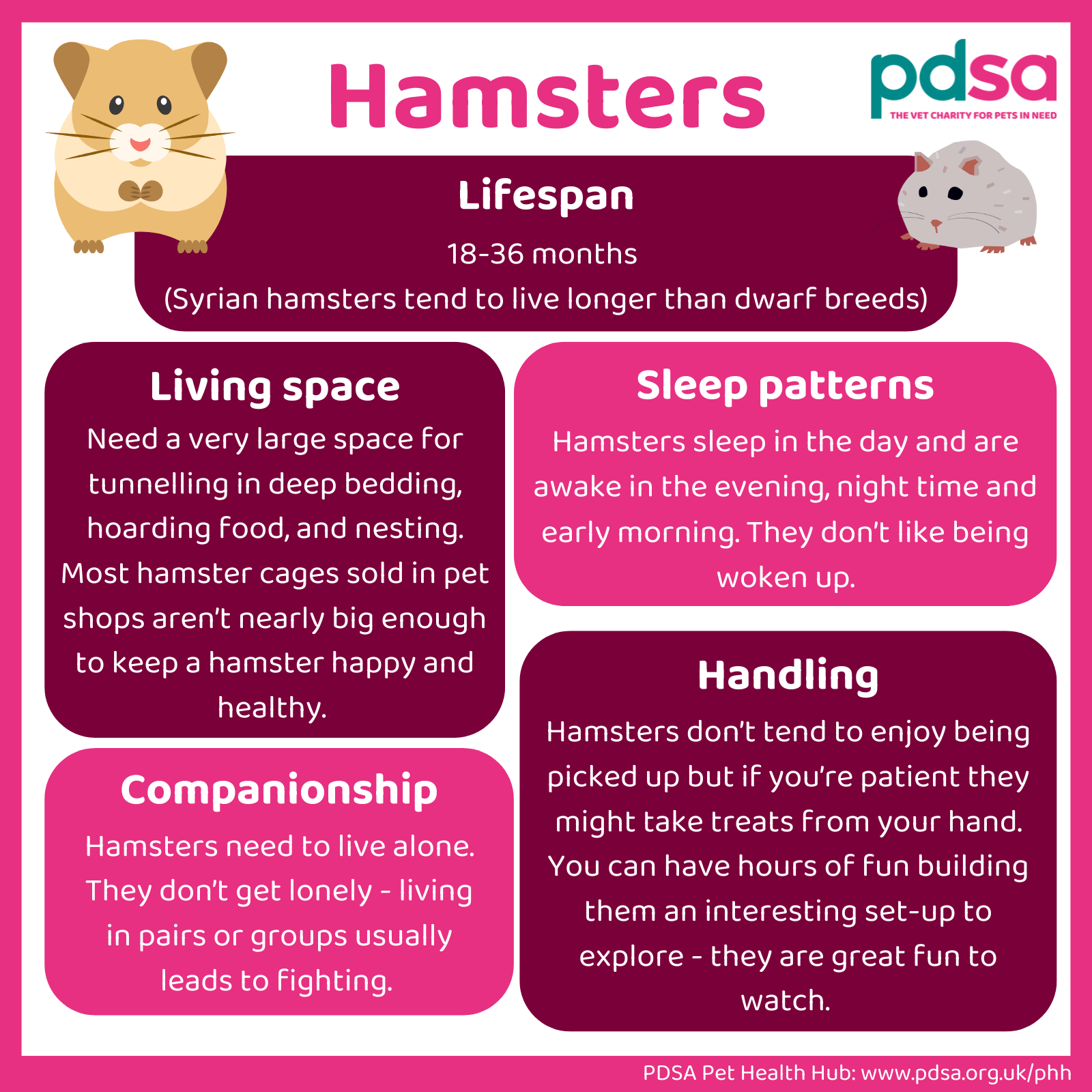 An infographic detailing the lifespan, living space, sleep patterns, handling and companionship of hamsters.