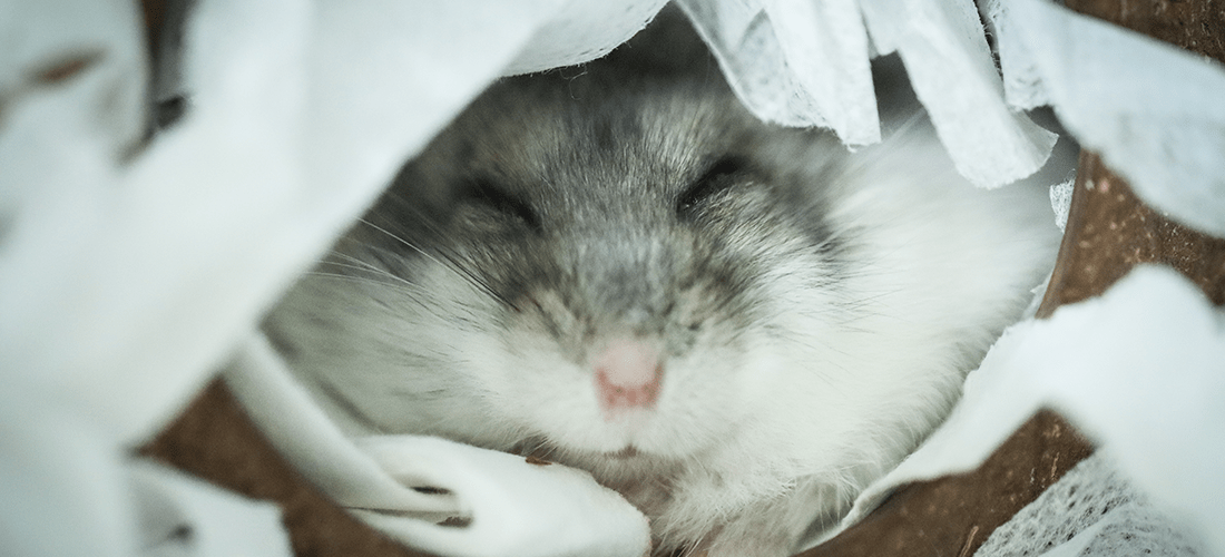 Grey and white hamster safely nestled away in a nest box.