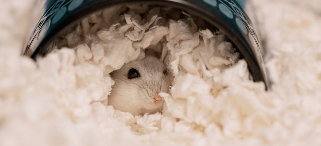 White hamster surrounded by a deep layer of safe hamster bedding.