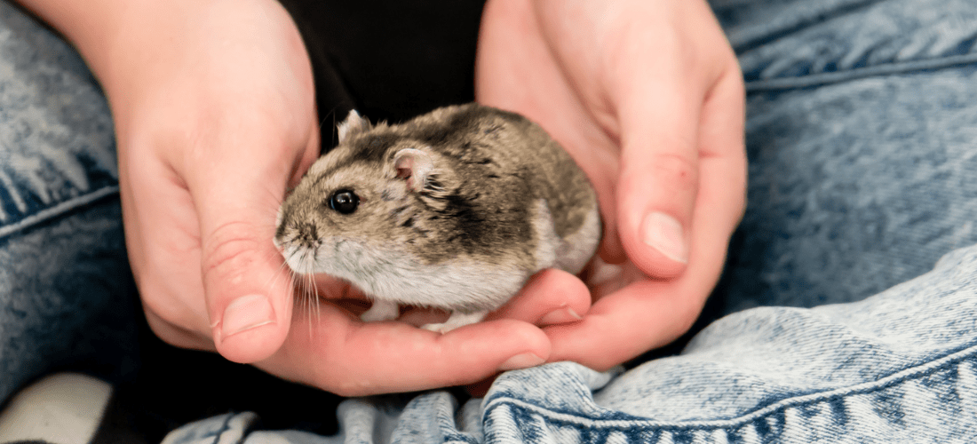 Brown and white hamster being held carefully.