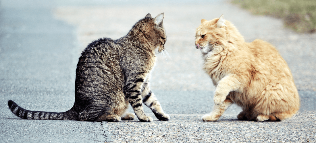 Two cats, a tabby and a fluffy ginger cat,  sat across from each other and looking hostile.