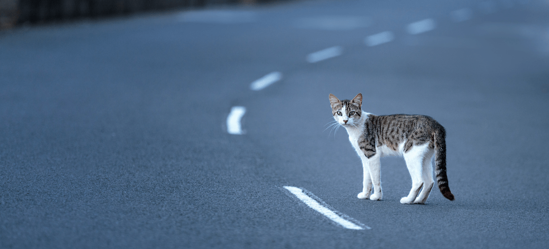 A small, collarless cat stands in the middle of an empty road.