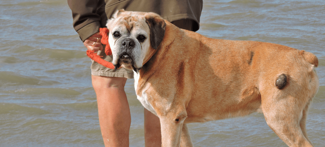 A brown and white dog walking with their owner at the beach and has a lump on their body.