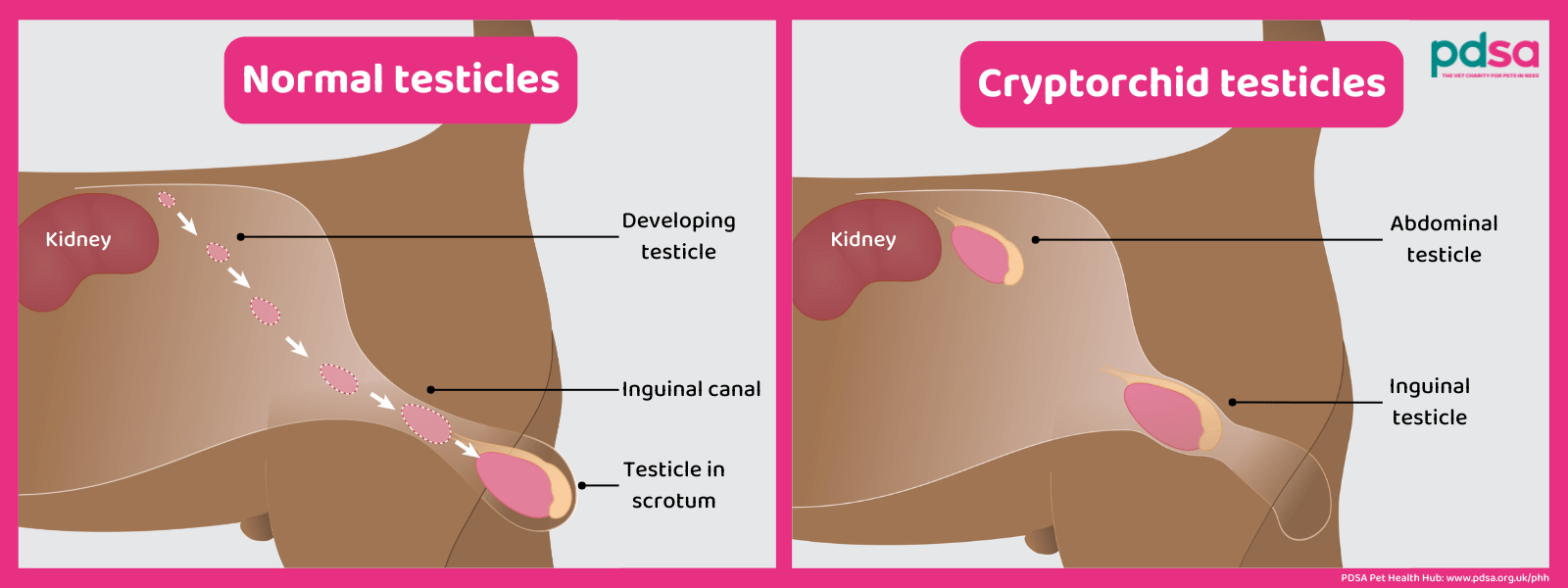 An infographic showing normal and cryptorchid testicles on a dog.