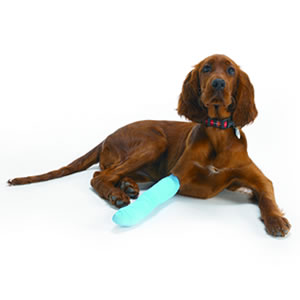 A Red Setter with a bandaged paw
