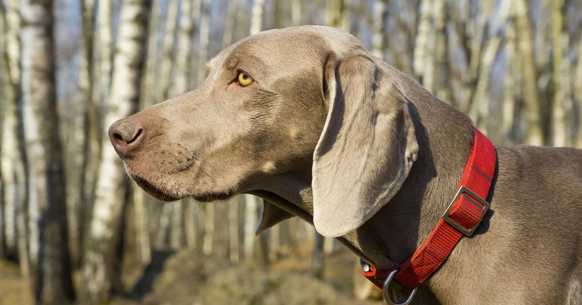 'Wurst' Aid for Weimaraner - PDSA saves dog after sausage binge - PDSA