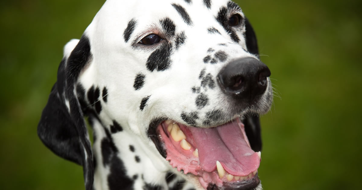 Greedy Dalmatian saved thanks to PDSA - PDSA