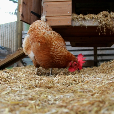 Winter Advice For Chicken Owners Pdsa