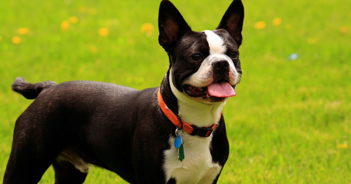 do boston terriers have health issues?