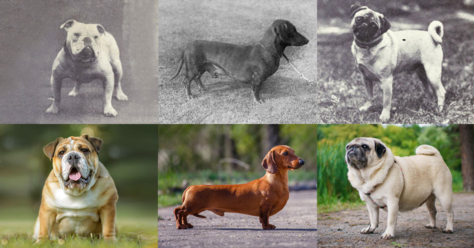 what dogs look like 100 years ago