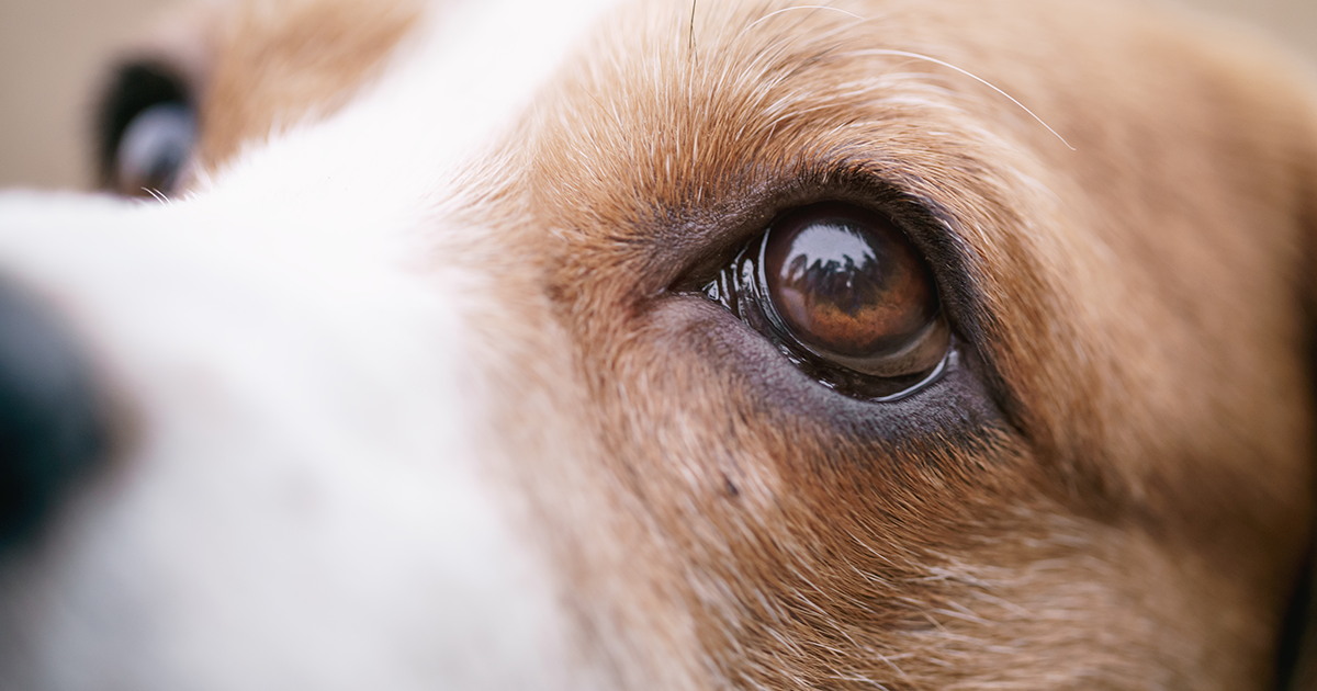 Eye problems in pets PDSA
