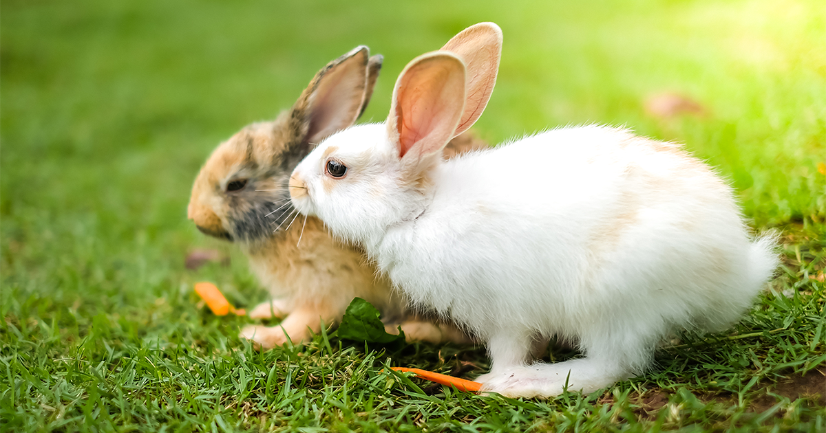 vaccinations-for-rabbits-pdsa