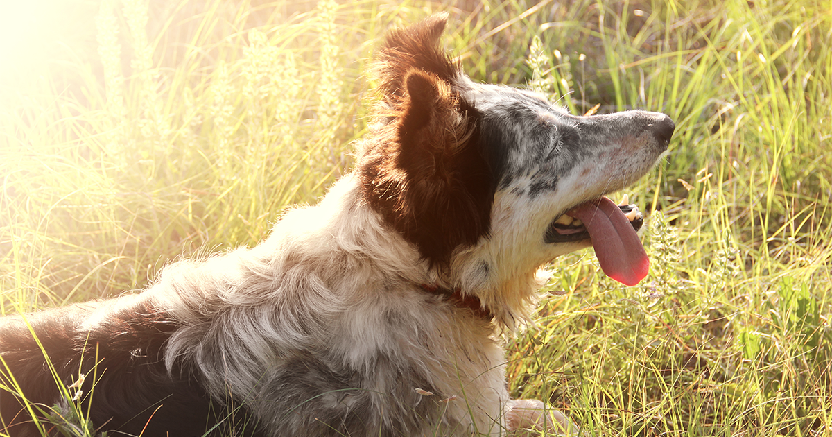 Diabetes In Dogs Pdsa